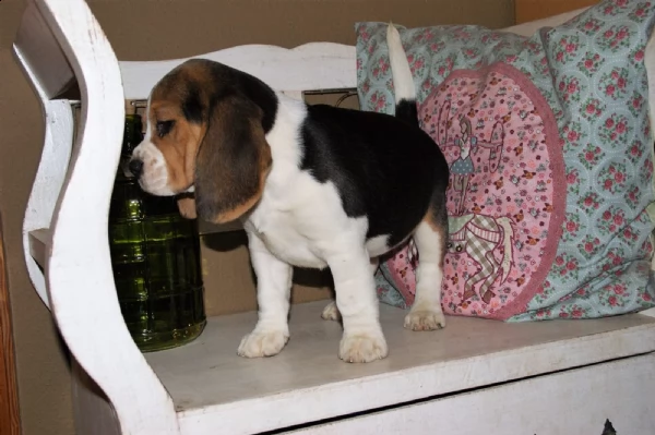 bella e sani cuccioli di beagle per adozione gratis