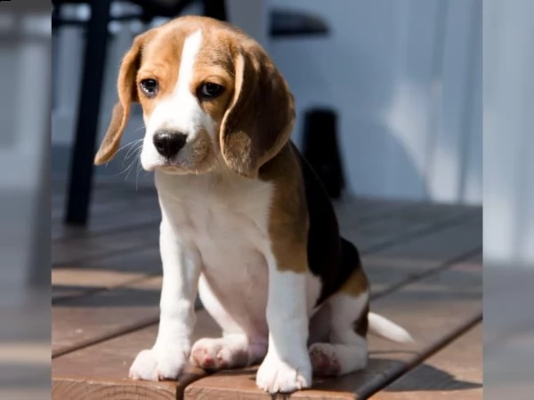 bella e sani cuccioli di beagle per adozione gratis | Foto 1