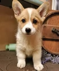 cuccioli welsh corgi pembroke