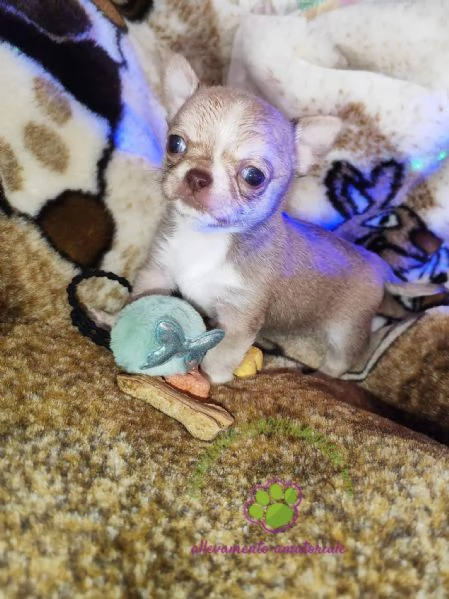 Chihuahua maschietto pelo corto  | Foto 3
