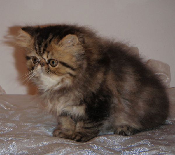 Cuccioli Persiani In Regalo vendita cucciolo persiano da privato a roma cuccioli Cuccioli Persiani In Regalo vendita cucciolo persiano da privato a roma cuccioli