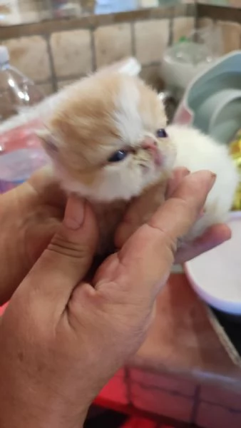 Gattini persiani ipertipici | Foto 2