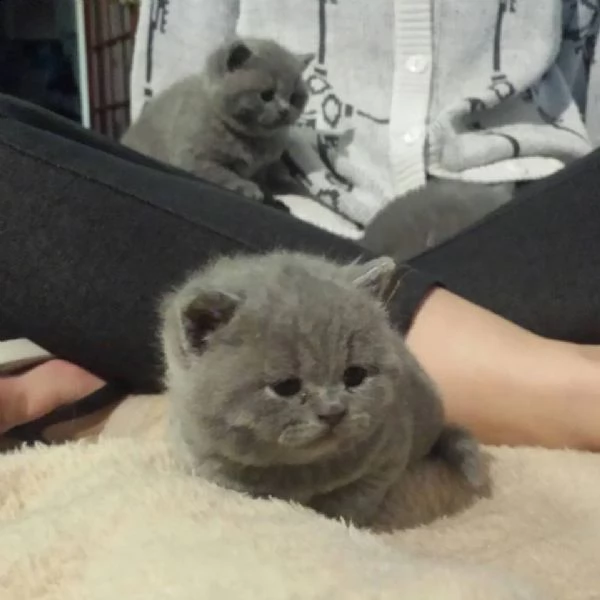 cuccioli di shorthair | Foto 1