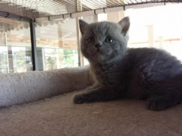 cuccioli di shorthair