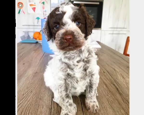 cuccioli di lagotto romagnolo nato in casa