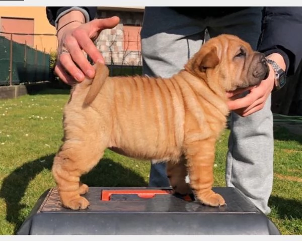 disponibili splendidi cuccioli di shar pei