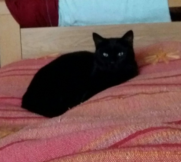 Regalo Europeo Da Privato A Foggia Bellissimo E Dolcissimo Gatto