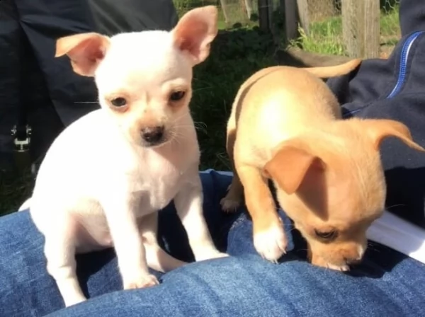 cucciolo chiwawa maschio e femmina bianco e arancio vaccinato