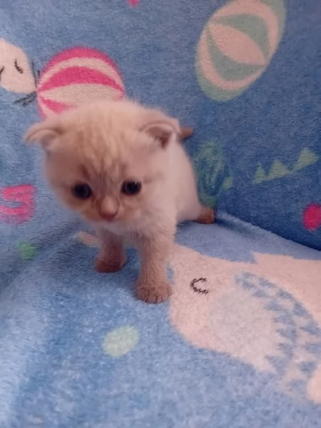Cuccioli Scottisc Fold e Straight  | Foto 2