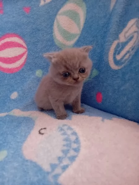 Cuccioli Scottisc Fold e Straight  | Foto 1