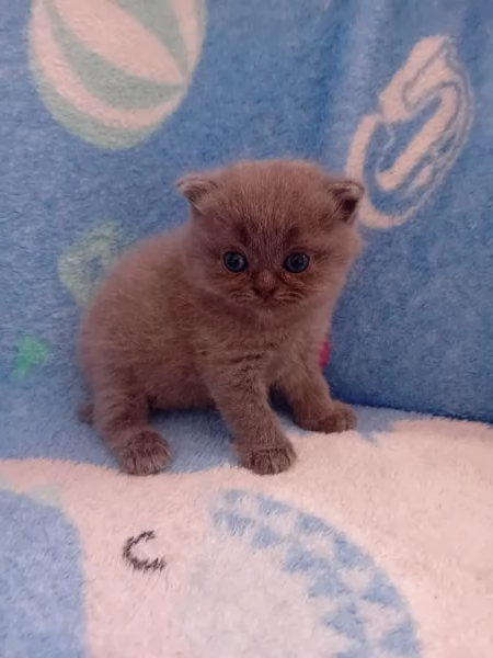 Cuccioli Scottisc Fold e Straight  | Foto 0