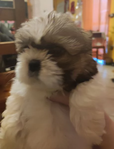 cuccioli di shitzu 
