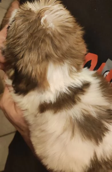 cuccioli di shitzu  | Foto 1