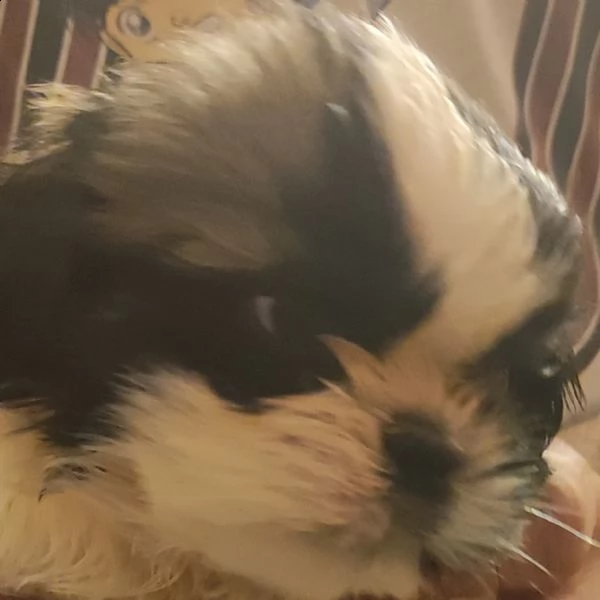 cuccioli di shitzu  | Foto 0