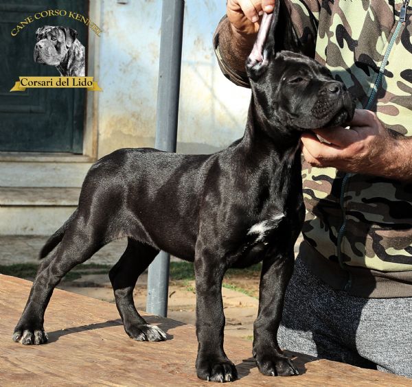 Vendita Cucciolo Cane Corso Da Allevatore A Roma Cuccioli Cane Corso