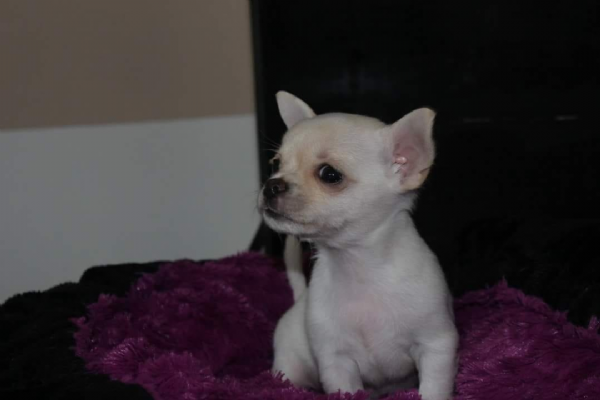 Vendita Chihuahua Da Privato A Milano 2 Cuccioli Di Chihuahua Taglia