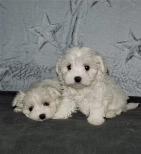due cuccioli  femminucce e maschietti di maltese toy | Foto 0