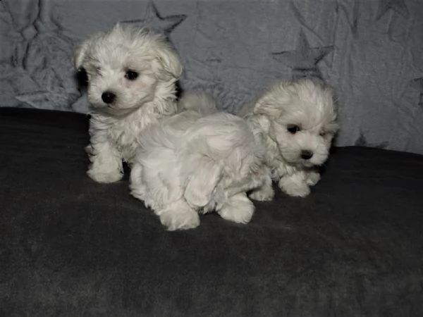 due cuccioli  femminucce e maschietti di maltese toy
