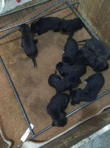 Vendita Cucciolo Cane Corso Da Privato A Lecco Cuccioli Cane Corso