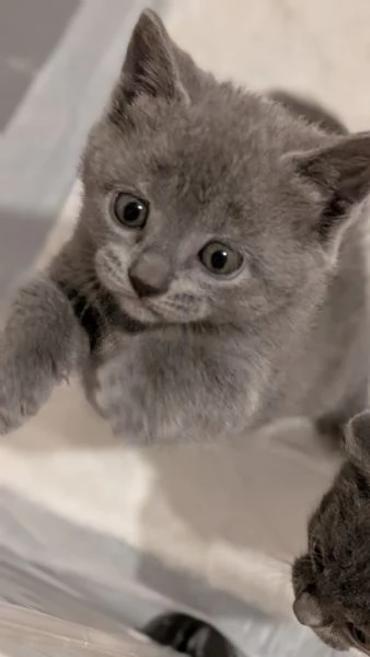 Cuccioli di certosino alta genealogia | Foto 3