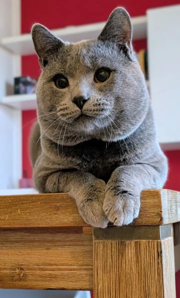 Cuccioli di certosino alta genealogia | Foto 0