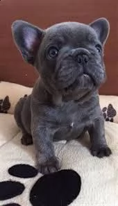 cuccioli di bouledogue francese