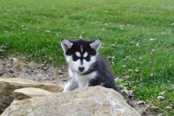 Vendita Husky Da Privato A Cosenza Meravigliosi Cuccioli Di Siberian Husky