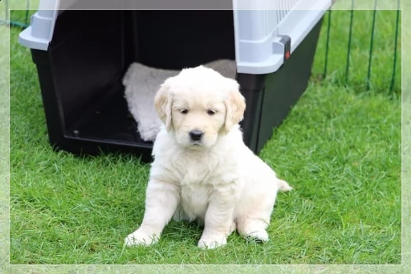 cucciolata golden retriever all bosco dei saggi | Foto 1