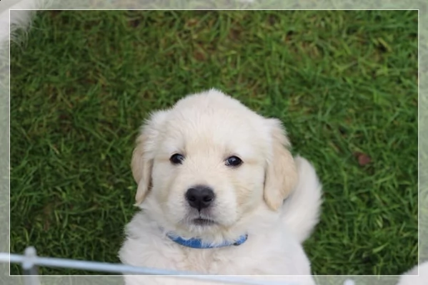 cucciolata golden retriever all bosco dei saggi | Foto 0