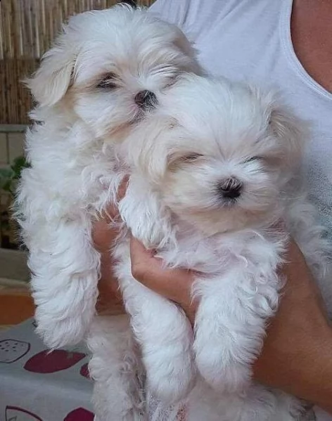 Regalo Maltese Da Privato A Verona Cuccioli Di Maltese Bianco Toy Di Nazionalita Italiana