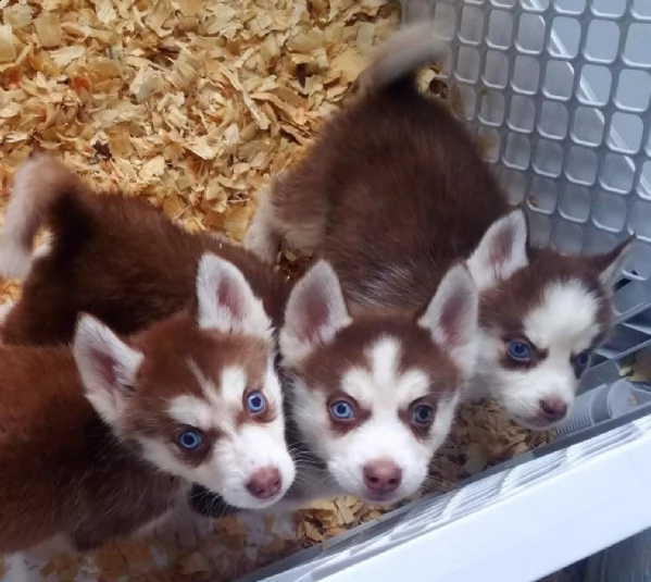 meravigliosi cuccioli siberian husky con pedigree enci | Foto 2