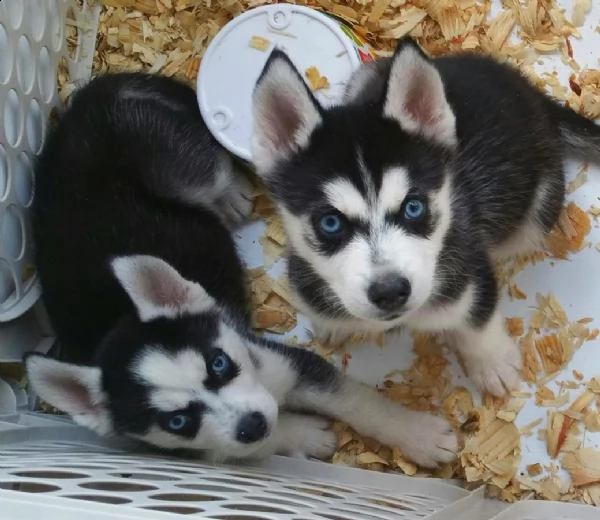 meravigliosi cuccioli siberian husky con pedigree enci