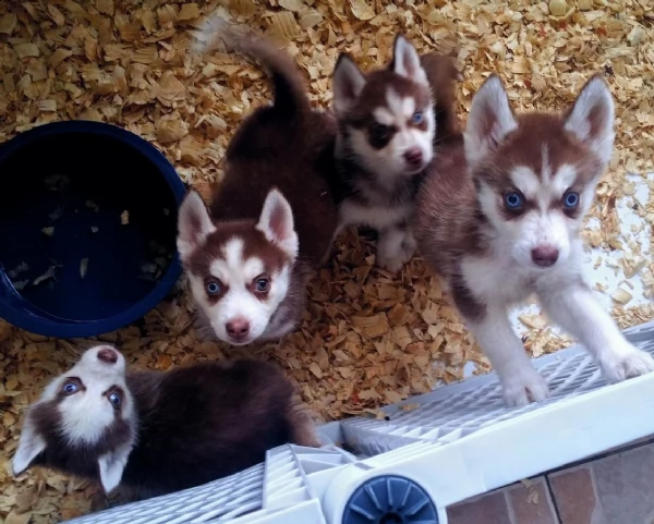 meravigliosi cuccioli siberian husky con pedigree enci | Foto 1