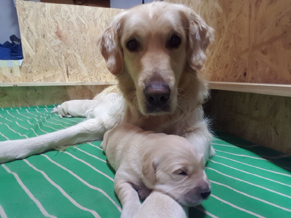 Vendita Cucciolo Golden Retriever Da Privato A Bologna Cucciolo