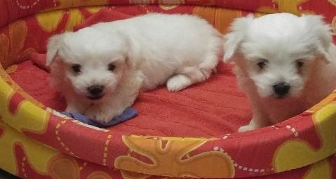 Vendita Cucciolo Maltese Da Privato A Savona Vendita Cucciolo Cuccioli Maltese Toy