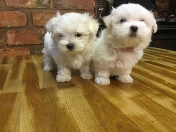 Vendita Maltese Da Privato A Enna Vendita Cucciolo Maltese Con Pedigree Cuccioli Di Taglia Molto Piccola