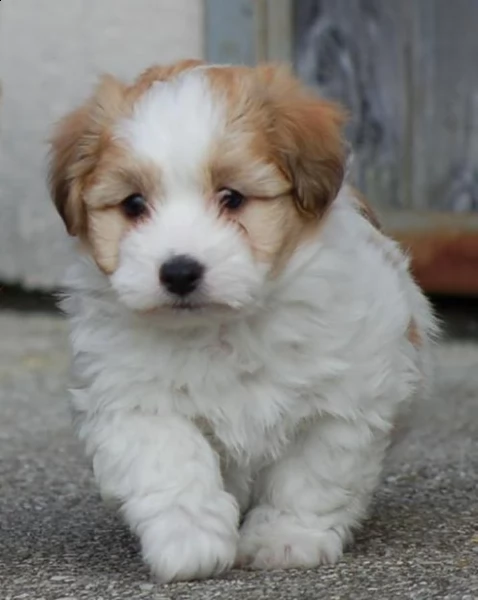 cuccioli di coton de tulear