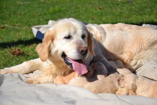 golden cuccioli con pedigree enci ottimo prezzo | Foto 1