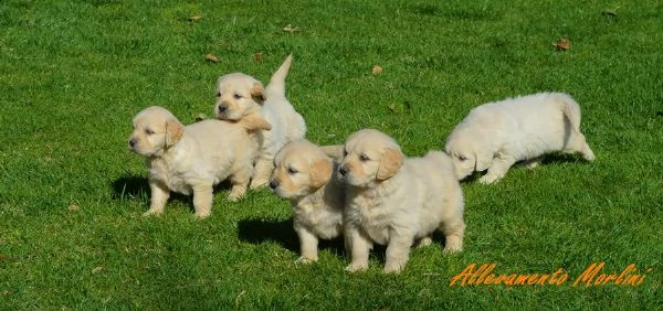 golden cuccioli con pedigree enci ottimo prezzo
