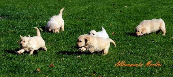 golden cuccioli con pedigree enci ottimo prezzo | Foto 0