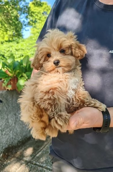 MALTIPOO UCCIOLI  incroci maltese per barboncino