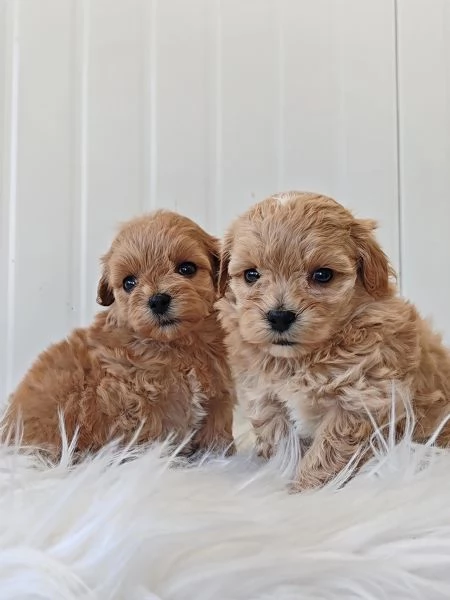MALTIPOO UCCIOLI  incroci maltese per barboncino | Foto 0