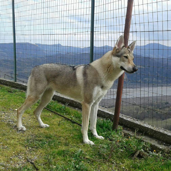 Cuccioli Lupo Cecoslovacco
