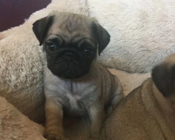carlino beige cuccioli