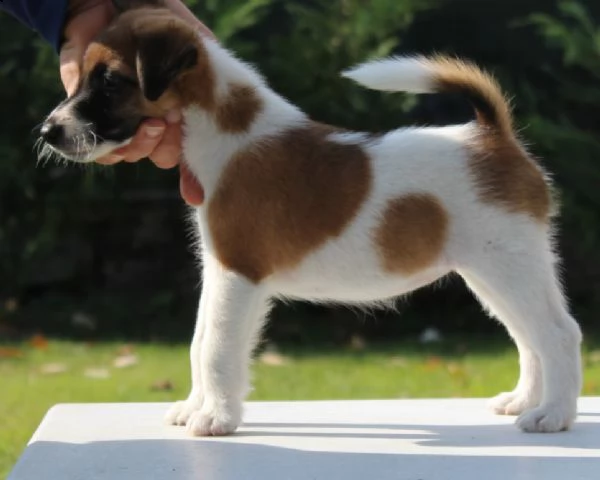 disponibili fox terrier pelo liscio