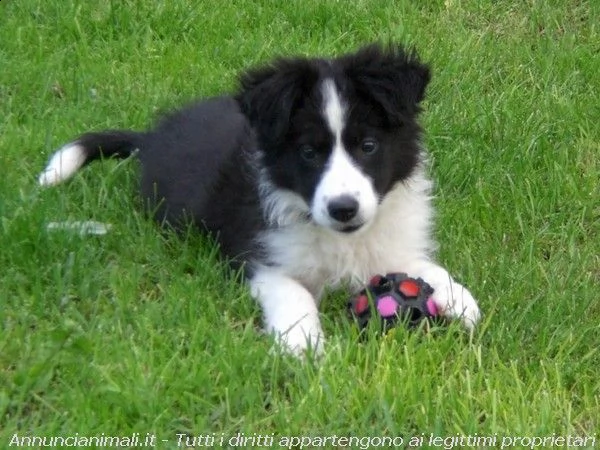 border collie con pedigreacutee splendidi cuccioli