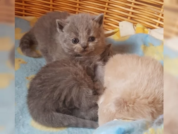 dolcissimi gattini british shorthair