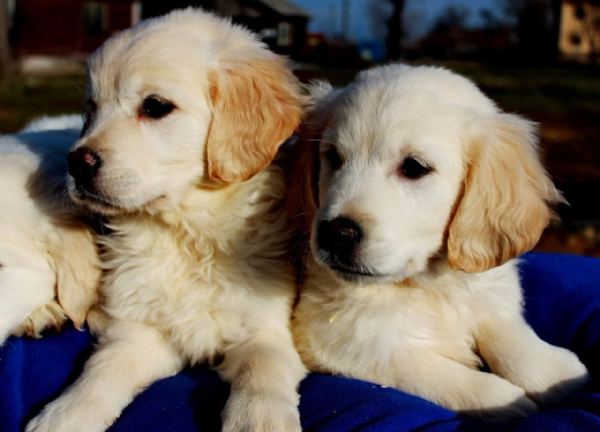 Vendita Golden Retriever Da Privato A Napoli Truk Dolcissimo Simil