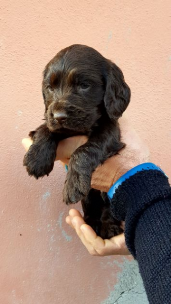 Vendita Cocker Spaniel Inglese Da Privato A Bari Cucciolo Di Cocker