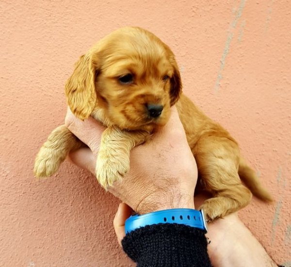 Vendita Cocker Spaniel Inglese Da Privato A Bari Cucciolo Di Cocker